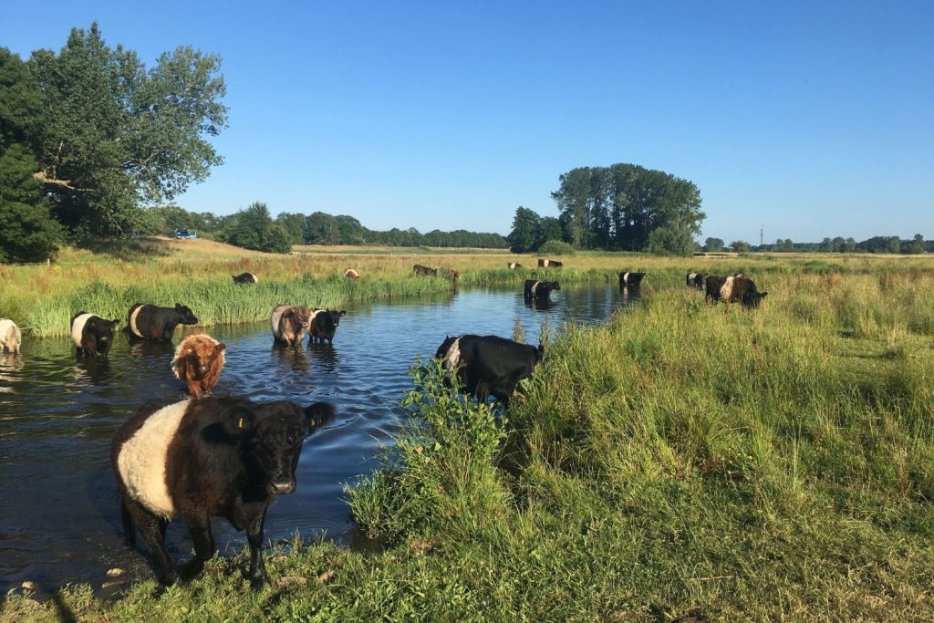 Koesafari Galloways Hasselt koe