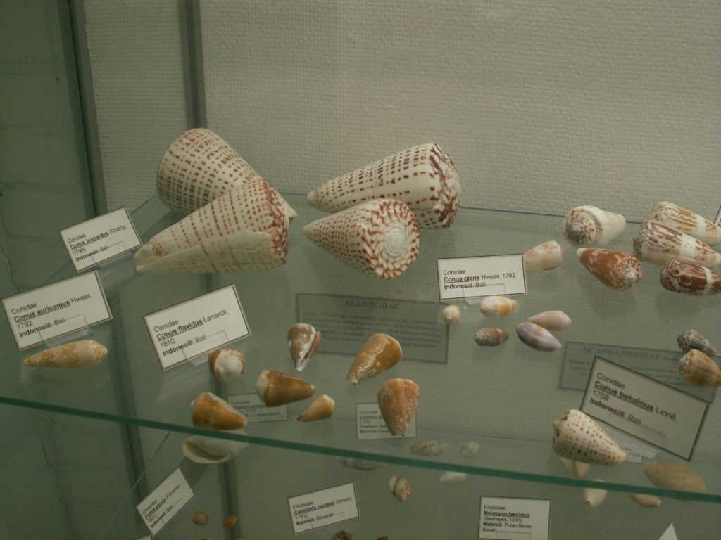 Schelpenmuseum Paal 14 Schiermonnikoog