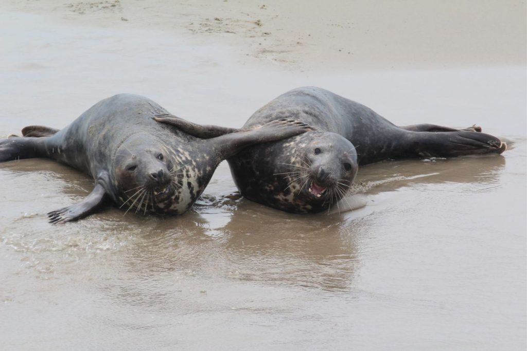 Zeehondentocht Terschelling